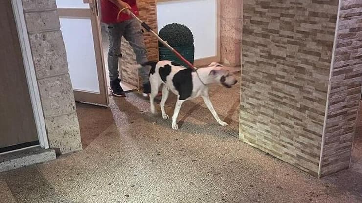 לפני כחודש אירוע מקרה דומה: כלבת פיטבול נשכה בת שנתיים בקריית מוצקין (צילום: דוברות עיריית קרית מוצקין) כלבת פיטבול נשכה פעוטה בקריית מוצקין