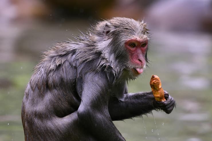 קוף מקוק יפני אוכל בטטה