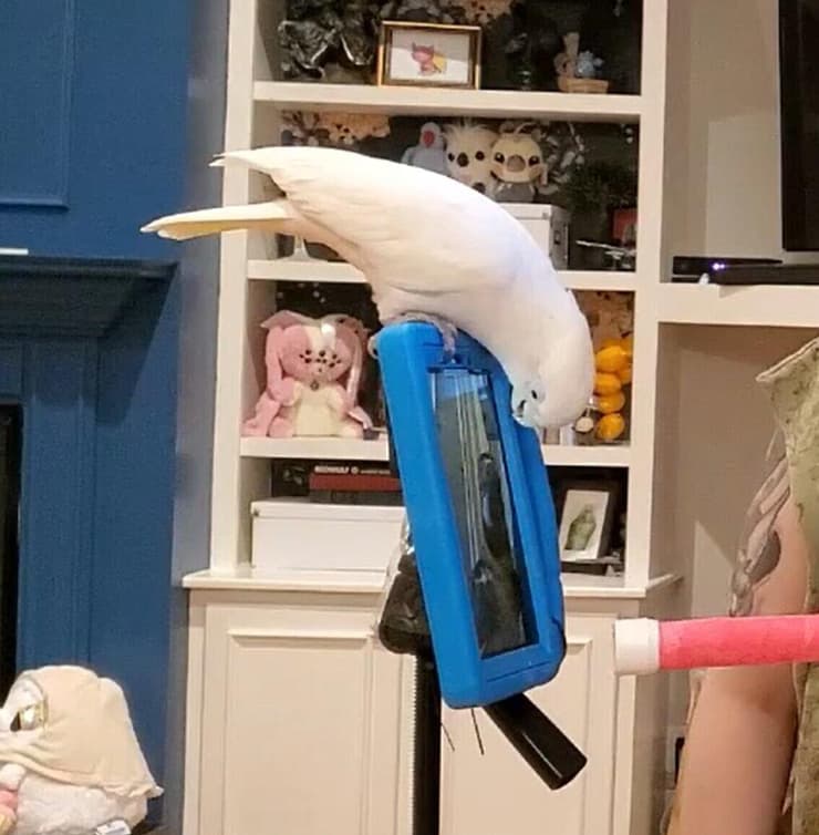 תוכי צופה בטאבלט, בניסוי שערכו חוקרים מאוניברסיטת גלזגו