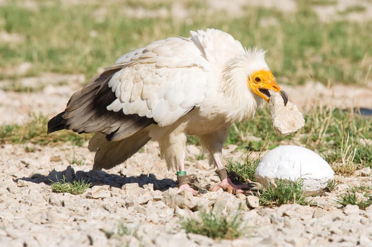 רחם משתמש באבן כדי לשבור ביצה