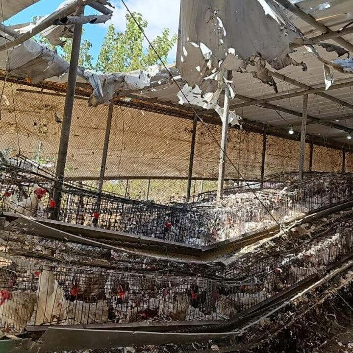 פגיעה בלול תרנגולות בזרעית 
