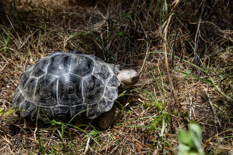 צילום: אלכס קולומויסקי צב הגלאפגוס אדמונד