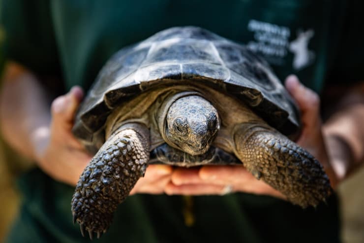 צילום: אלכס קולומויסקי צב הגלאפגוס אדמונד
