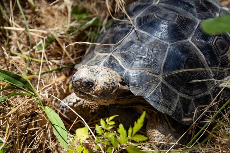 צב הגלאפגוס אדמונד (צילום: אלכס קולומויסקי) צב הגלאפגוס אדמונד
