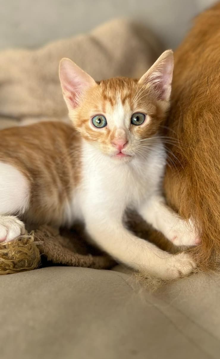 דוטה (צילום: עמותת S.O.S חיות) דוטה