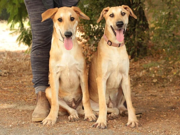 מייקל וג'קסון (צילום: עמותת כלבלאב) מייקל וג'קסון