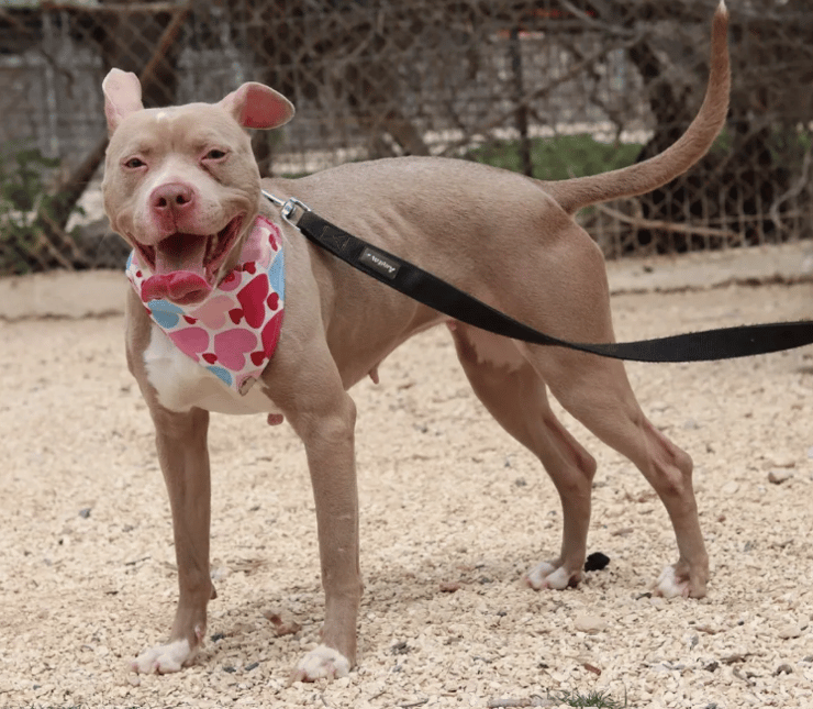 אלמה (צילום: עמותת גלבוע אוהבת חיות) אלמה