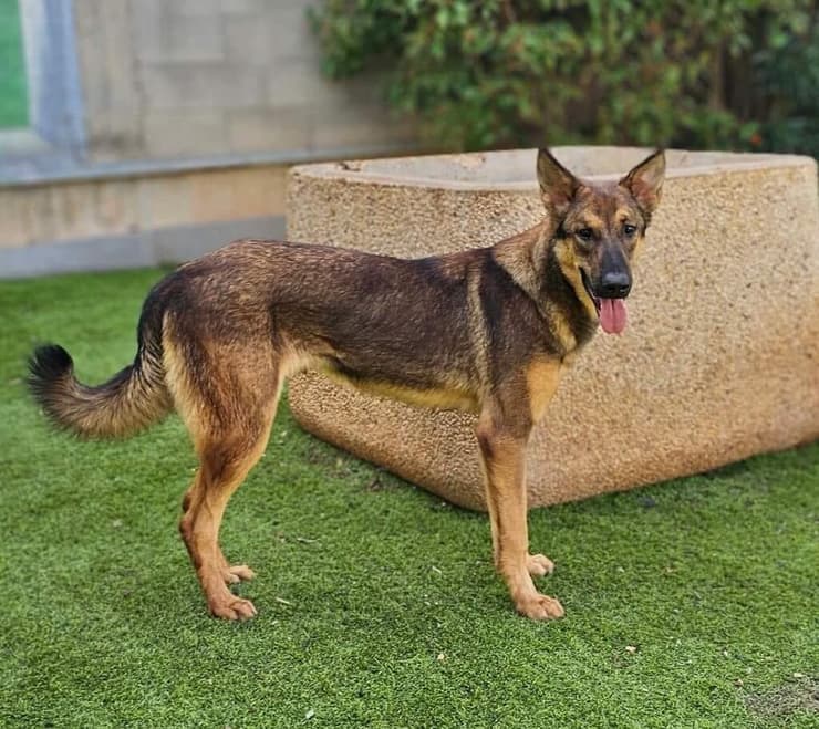 ויגו (צילום: עמותת בשביל בעלי החיים) ויגו