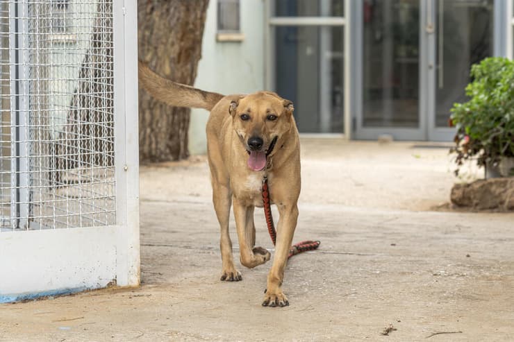 סטטיק (צילום: רבקה מזרחי) סטטיק