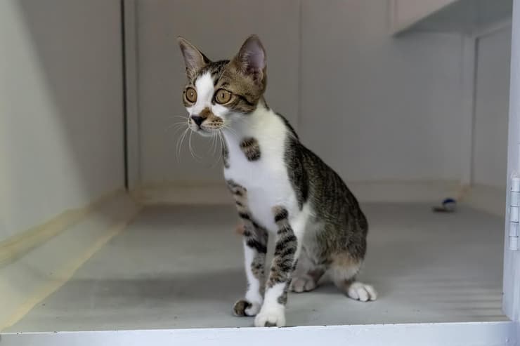 דייגו (צילום: רבקה מזרחי) דייגו