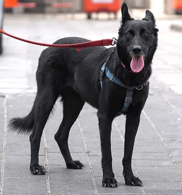 לאקי (צילום: צער בעלי חיים רמת גן והסביבה) לאקי