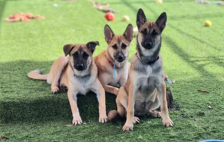 הגורים הצרפתים (צילום: עמותת חבר לי) הגורים הצרפתים