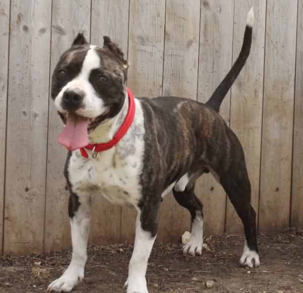 סאמי (צילום: עמותת גלבוע אוהבת חיות) סאמי