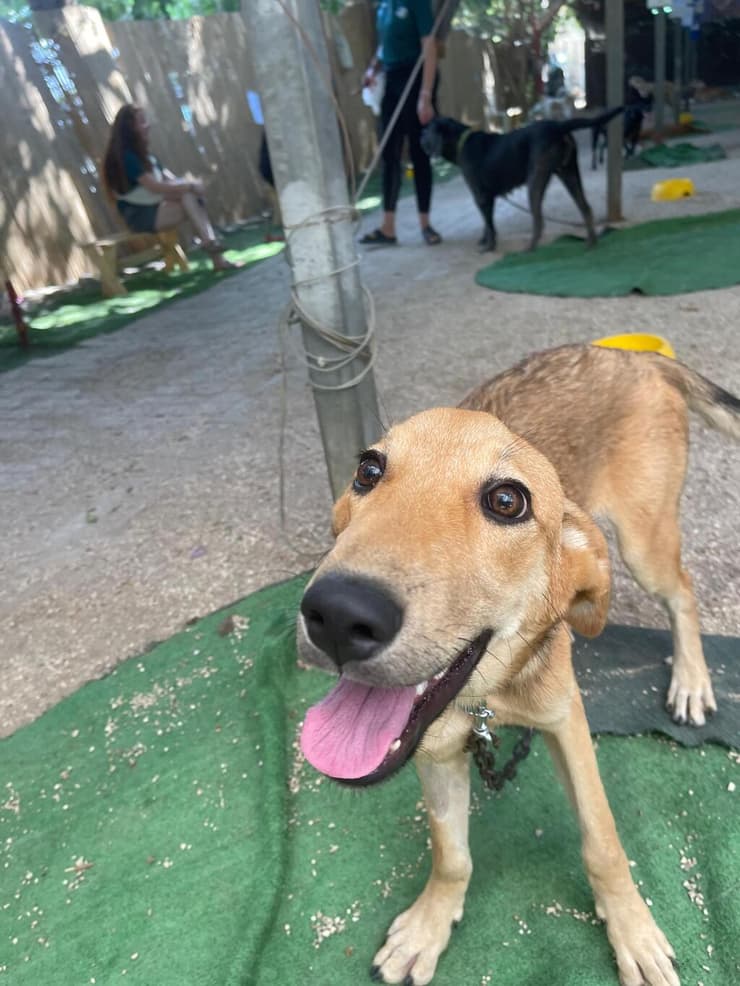 רוני (צילום: עמותת S.O.S חיות) רוני