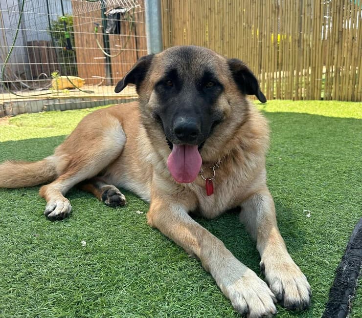 קליאו (צילום: עמותת חבר לי) קליאו