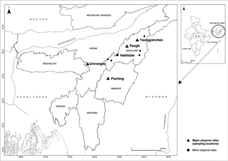 מפה המציגה את אתרי הביניים העיקריים של בזי אמור בנדידתם - במדינת נאגאלנד ובמדינות השכנות מניפור ואסאם, שבצפון-מזרח הודו