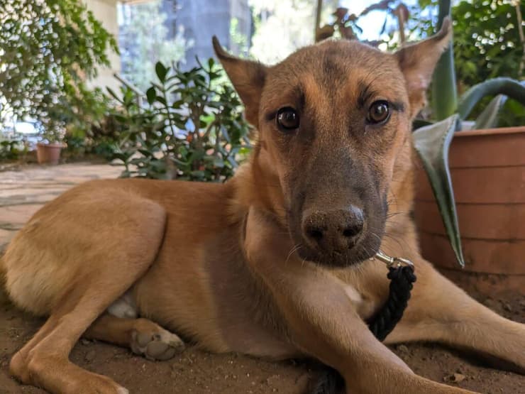 גיורא (צילום: עמותת S.O.S חיות) גיורא