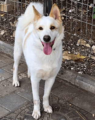 מייקי (צילום: צער בעלי חיים רמת גן והסביבה) מייקי