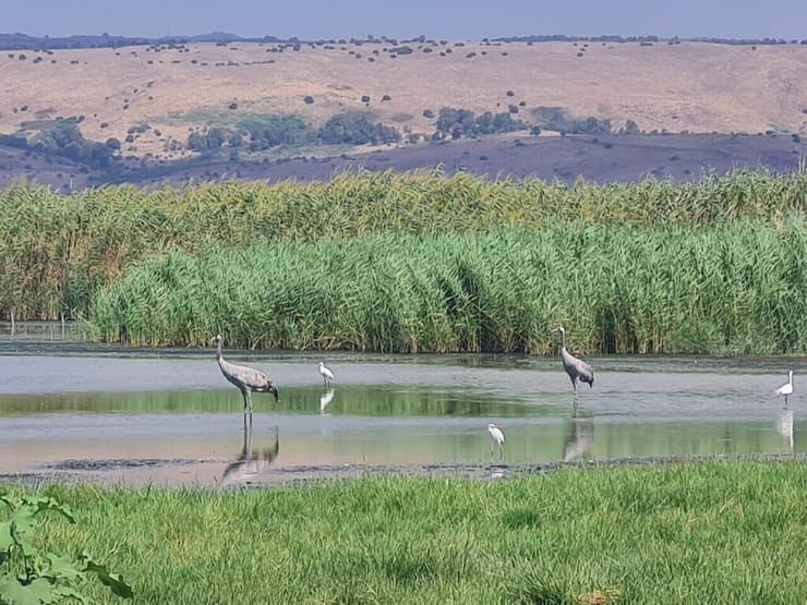למרות המלחמה, ציפורים בעמק החולה