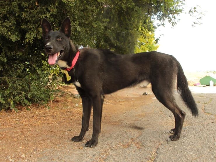 צ'יל (צילום: עמותת כלבלאב) צ'יל