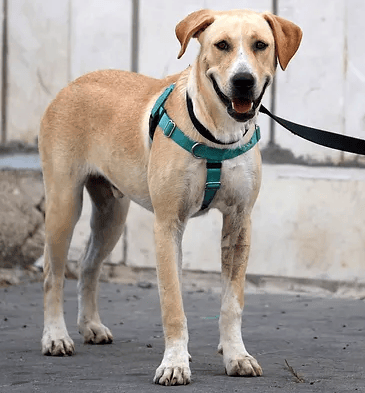 בילי (צילום: צער בעלי חיים רמת גן והסביבה) בילי