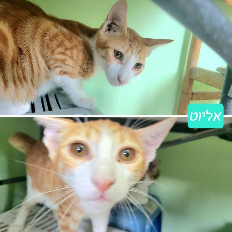 אליוט (צילום: עמותת כפר סבא ורעננה אוהבות חיות) אליוט