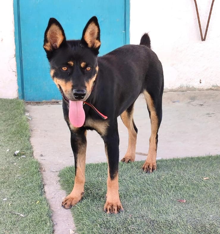 קטי (צילום: עמותת החיות ואנחנו) קטי