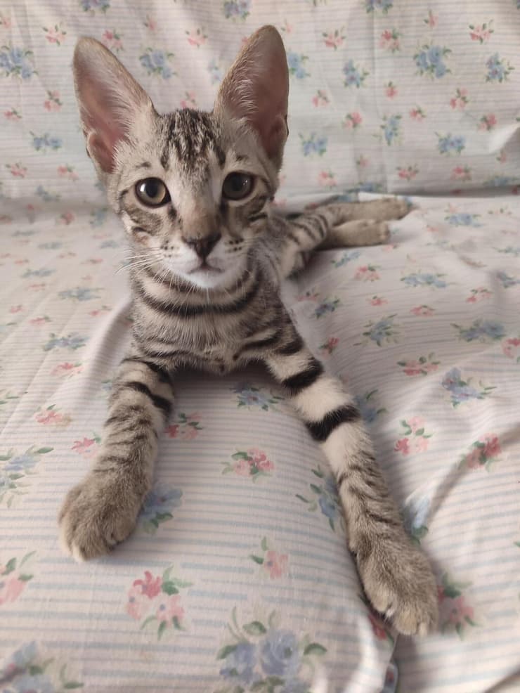 אפור'י (צילום: עמותת החיות ואנחנו) אפור'י