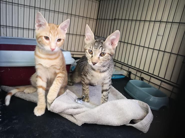 גורים (צילום: עמותת כפר סבא ורעננה אוהבות חיות) גורים