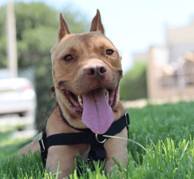 בוס (צילום: עמותת גלבוע אוהבת חיות) בוס