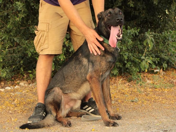 קינמון (צילום: עמותת כלבלאב) קינמון