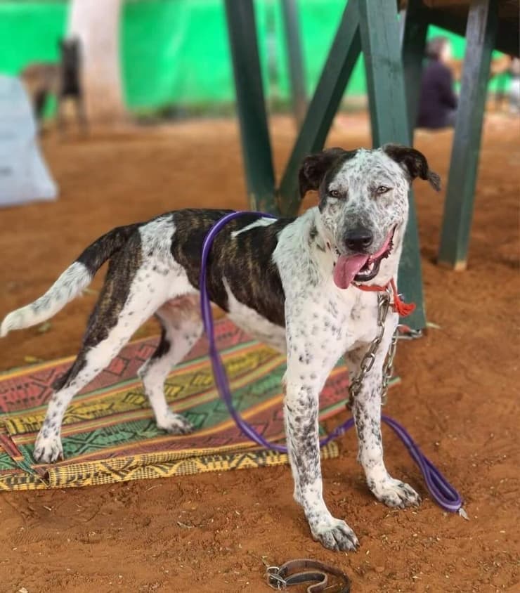 סנופי (צילום: עמותת בשביל בעלי החיים) סנופי