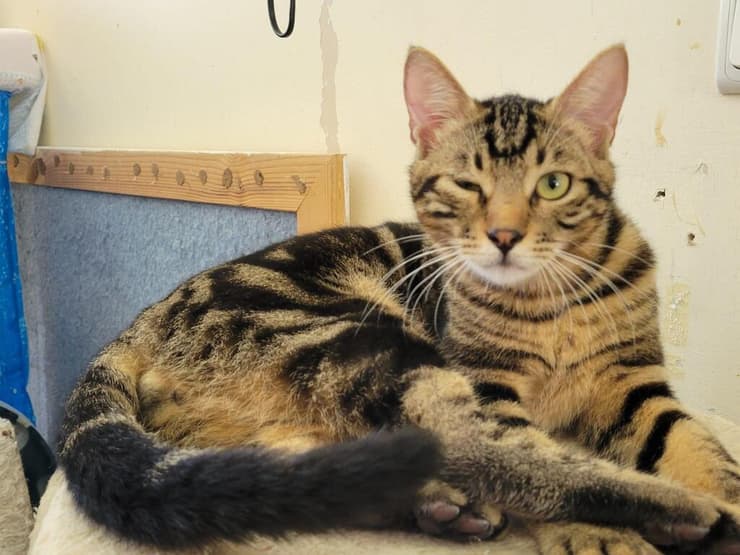 תומס (צילום: עמותת כפר סבא ורעננה אוהבות חיות) תומס