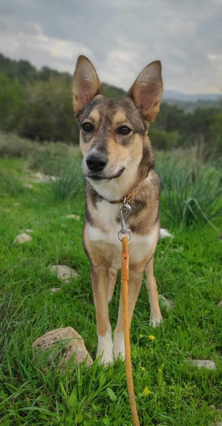 נוי (צילום: עמותת החיות ואנחנו) נוי