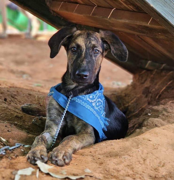 סניף (צילום: עמותת בשביל בעלי החיים) סניף