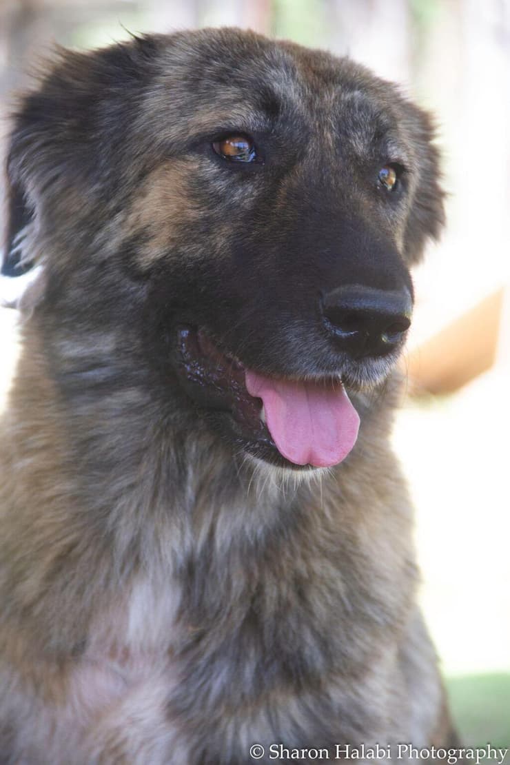 לינדה (צילום: שרון חלבי, עמותת חבר למען הכלבים) לינדה