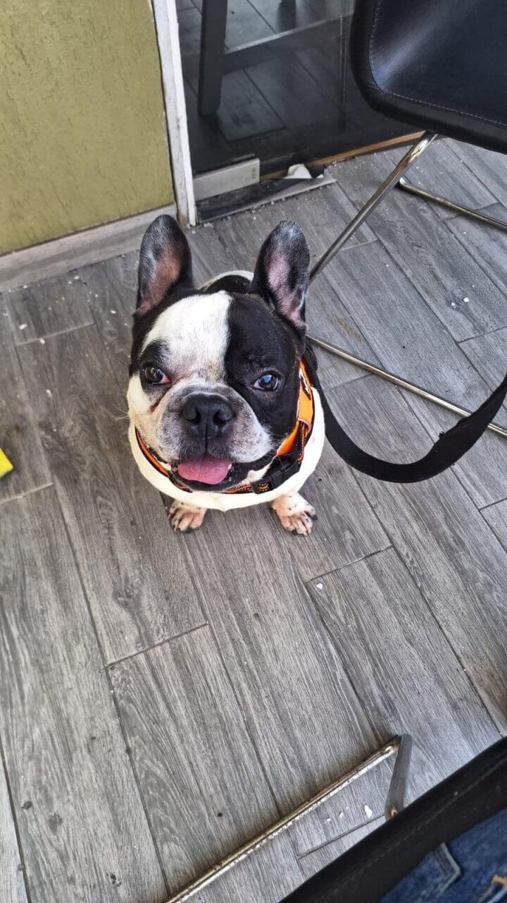 הכלב ויטו נהרג מחוסר חמצן בבטן מטוס אל על בזמן טיסה לגיאורגיה