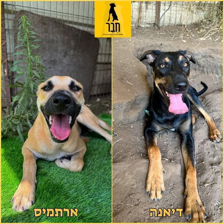 דיאנה וארתמיס (צילום: עמותת חבר למען הכלבים) דיאנה וארתמיס