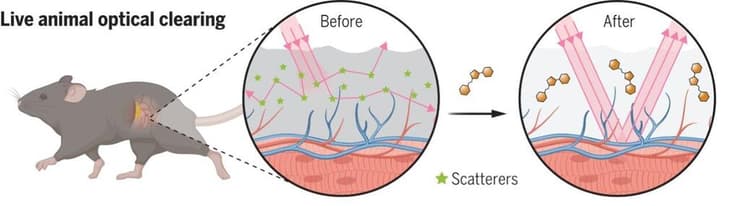 צילום: אוניברסיטת סטנפורד הסבר על המחקר
