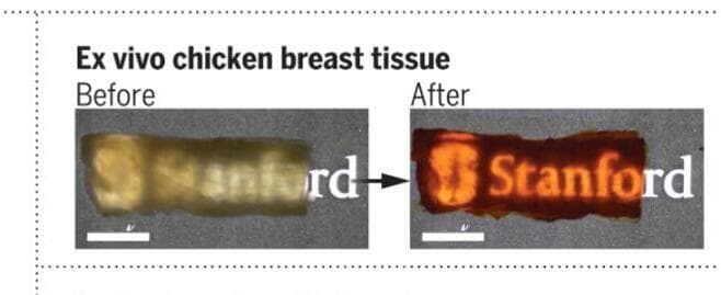 הסבר על המחקר (צילום: אוניברסיטת סטנפורד) הסבר על המחקר