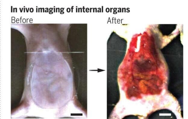 הסבר על המחקר (צילום: אוניברסיטת סטנפורד) הסבר על המחקר