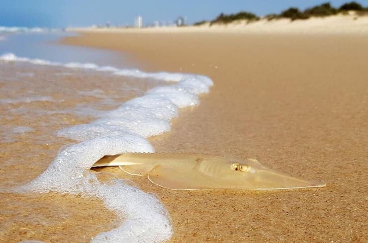 גיטרן בחוף מעגל מיכאל