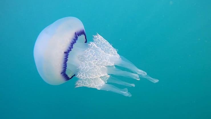 כחולת שוליים חלקה