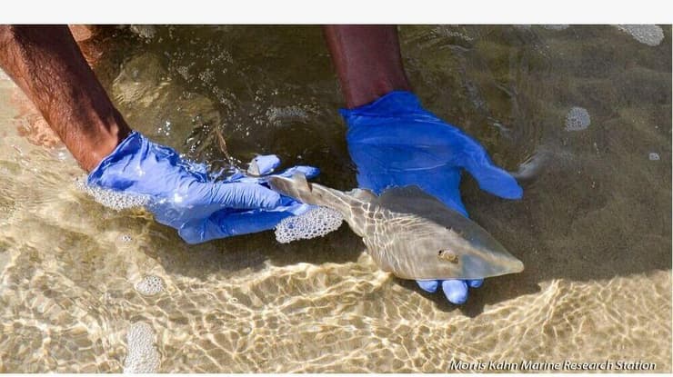 החוקרים עם גיטרן בחוף מעגל מיכאל