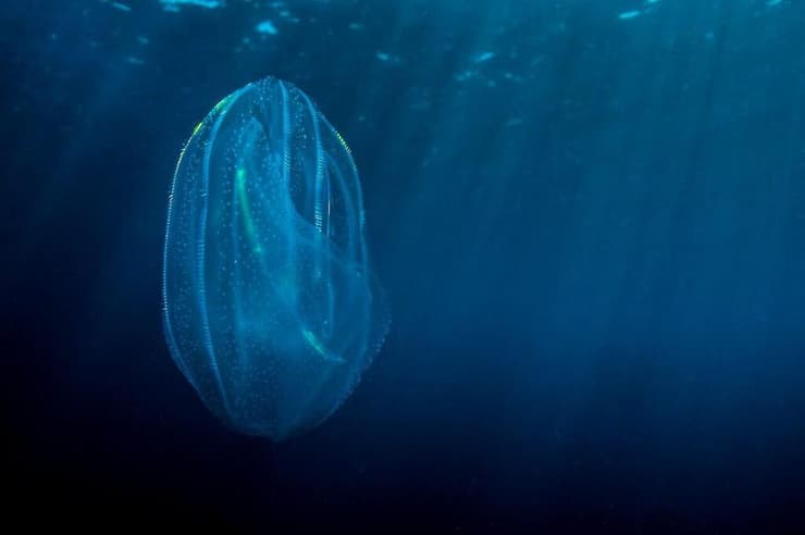 מסרקנית ליידי