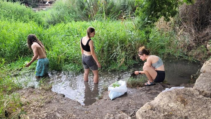 אוספים את המין הפלוש במעין שליד קריית טבעון
