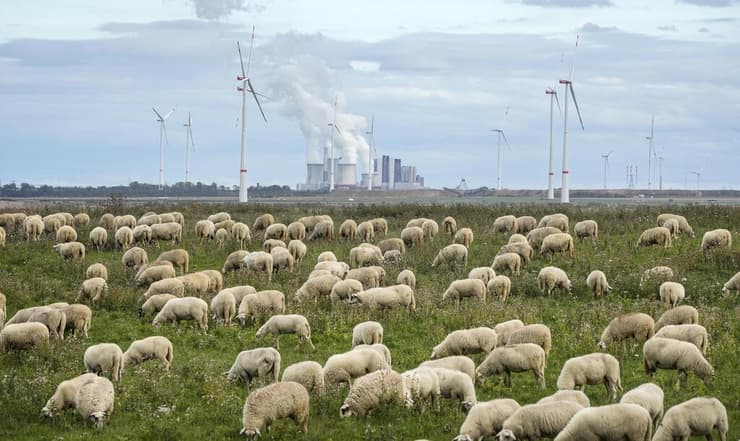 כבשים רועות ברקע תחנת כוח פחמית בגרמניה