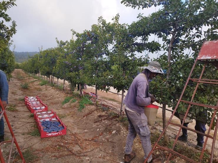 מגדלים שזיפים בסאסא מגדלים שזיפים בסאסא
