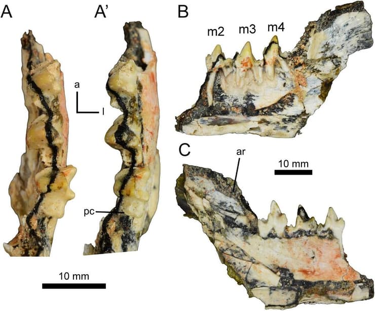 השיניים והלסת של Ngamalacinus nigelmarveni