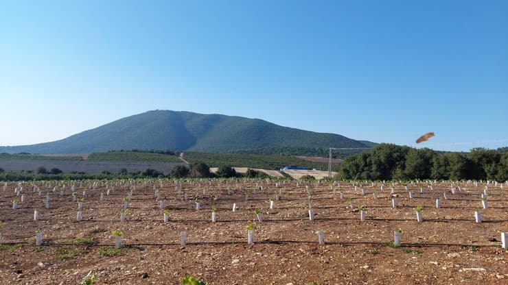 למרות המצב הביטחוני, החקלאים שתלו עצי שזיף למרות המצב הביטחוני, החקלאים שתלו עצי שזיף